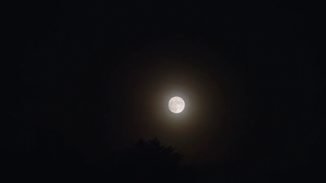 Moonrise At Twilight Over Forest Trees Timelapse