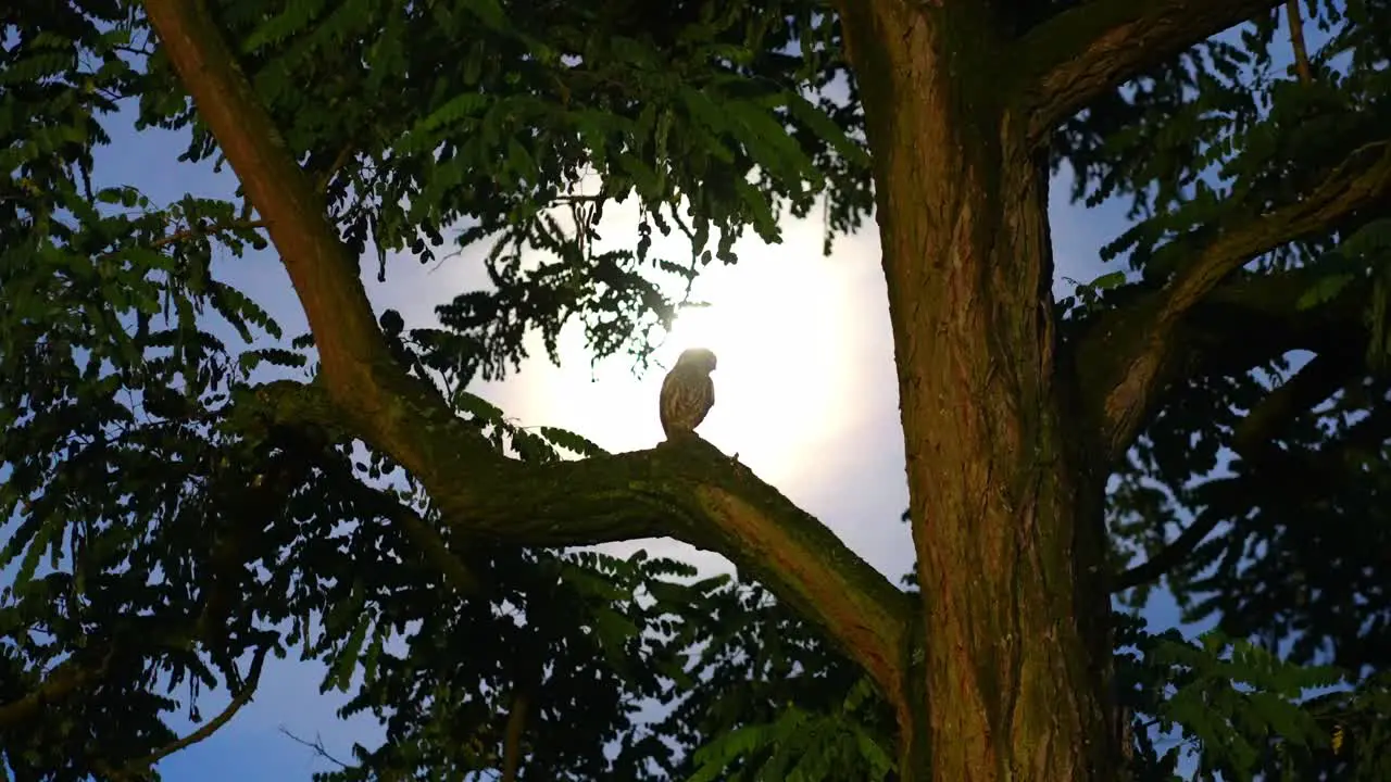 A little owl sitting in a tree in the moonlight moon zoom out