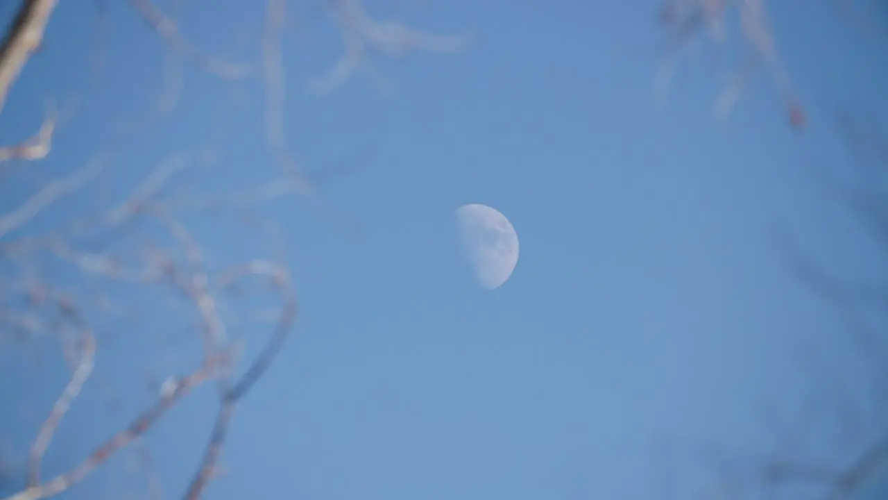 Rack Focus From Tree to Moon During Daylight