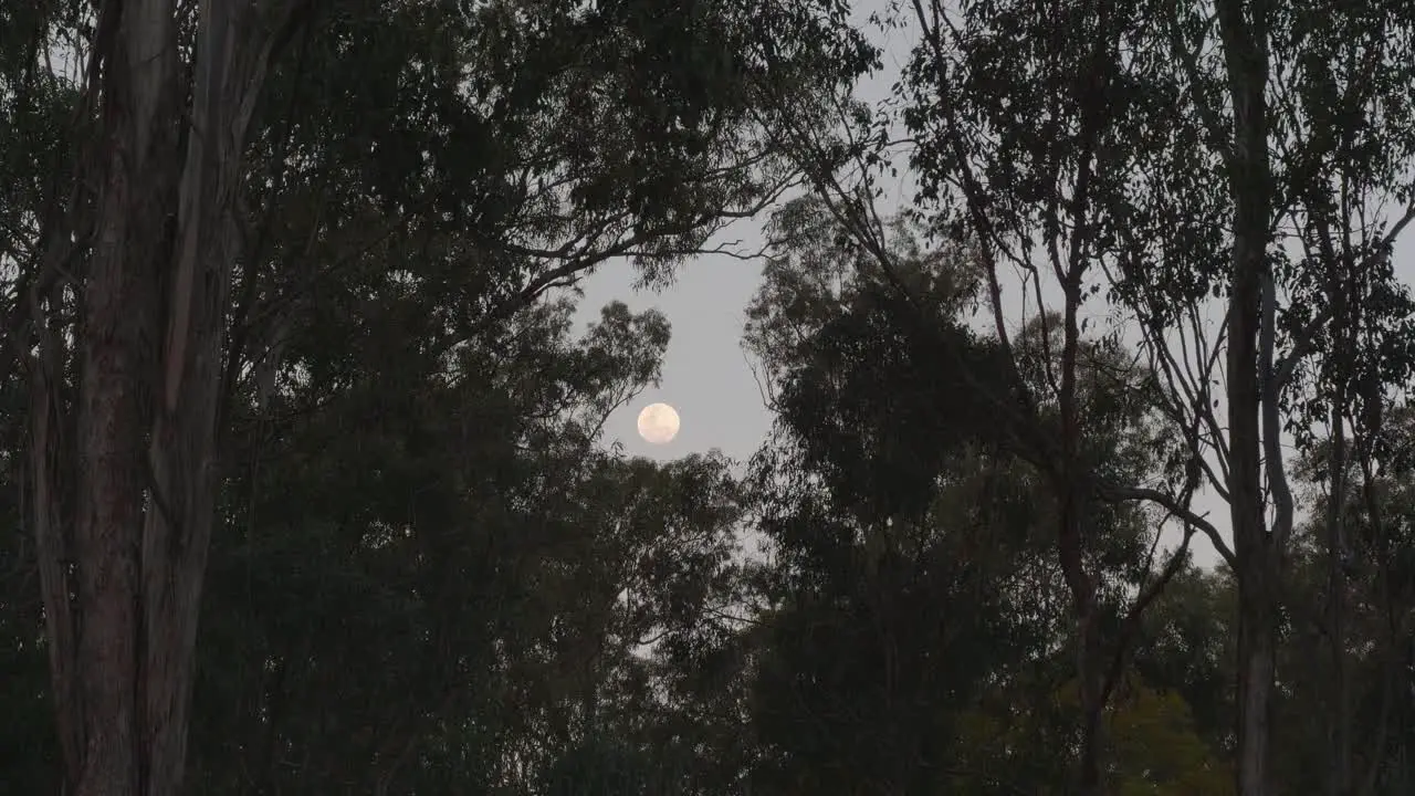 Full Moon through trees queensland australia