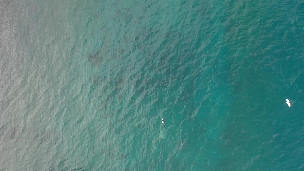 Aerial drone top-down view over turquoise sea water at Palmar de Ocoa Beach and seagulls