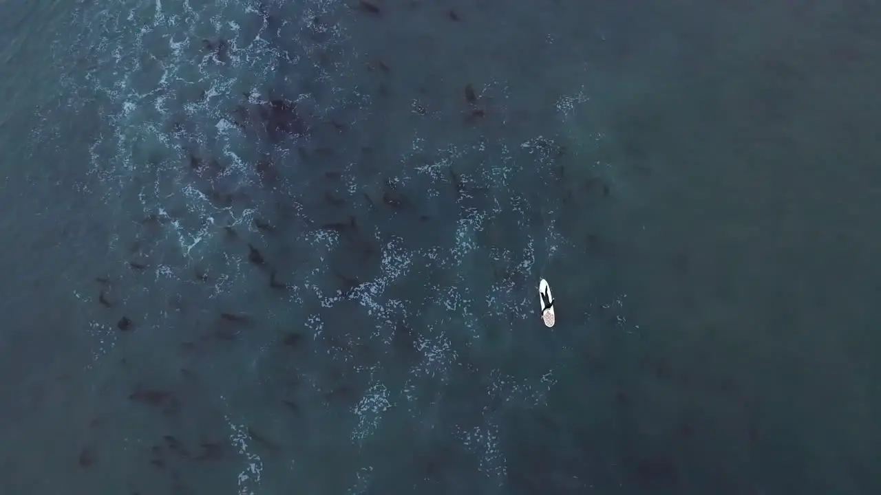 Straight down aerial view of a surfer on the ocean paddling out to sea to catch a wave