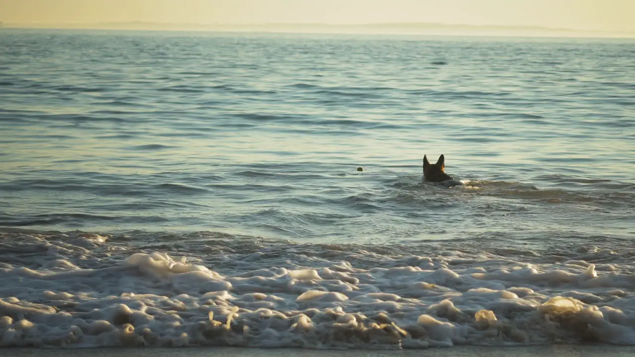 Dog swimming inside the ocean at Arroyo Burro Santa Barbara California