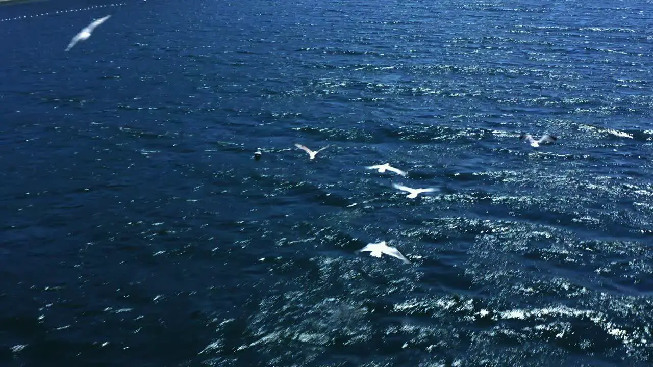 drone shot of seagulls flying over the sea