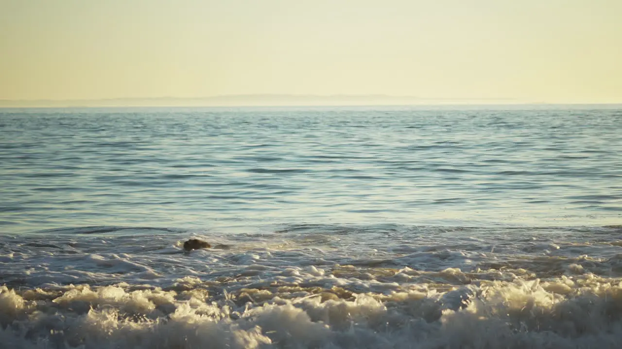 Dog swimming inside ocean water beach in California