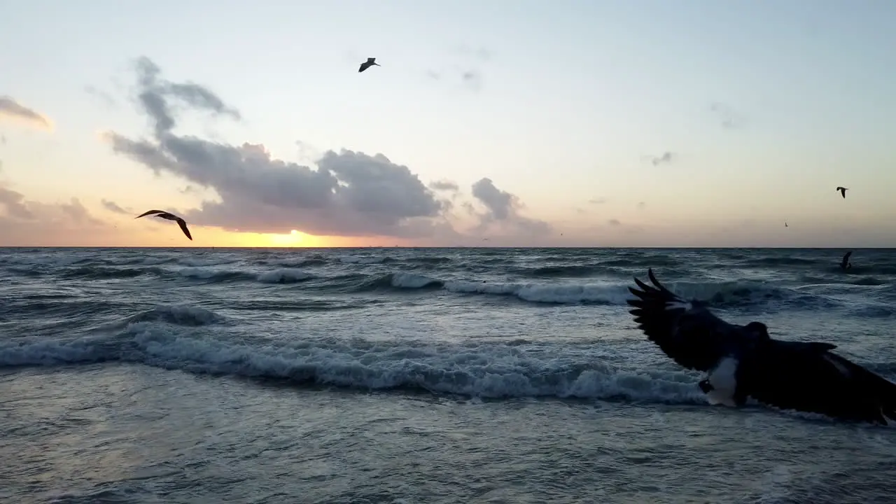 Waves and seagulls during a sunset at Playa del Carmen in the Mayan Riviera México