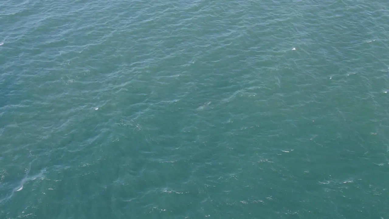 Bottlenose Dolphin Swimming In The Blue Sea In East Coast QLD Australia aerial drone shot