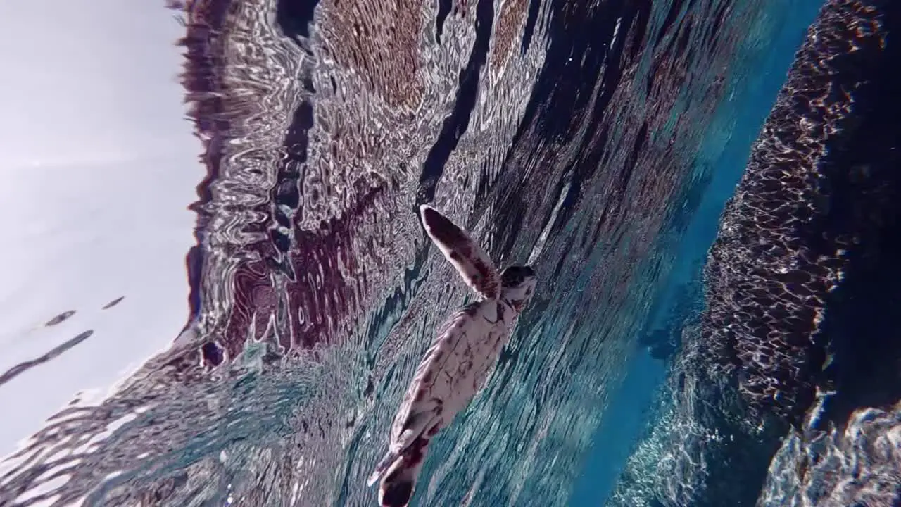 Underwater bottom up shot of resting baby turtle on clear surface of Pacific Ocean