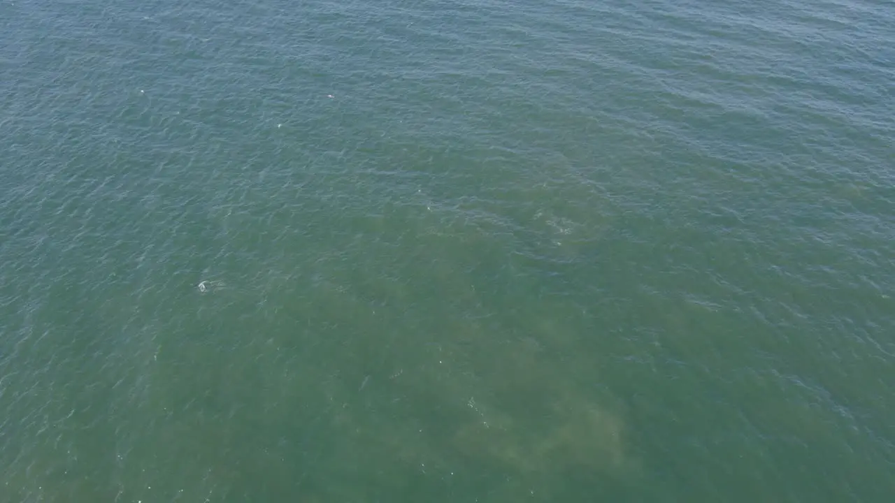 Aerial View Of Bottlenose Dolphins Swimming In The Scenic Seascape In New South Wales Australia drone shot