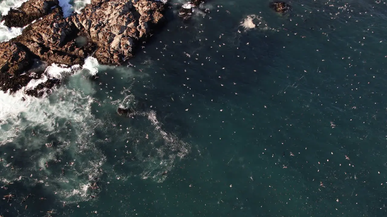 Aerial Top Down Over Waves Crashing Over Rocks At Matanzas Chile With Birds Flying