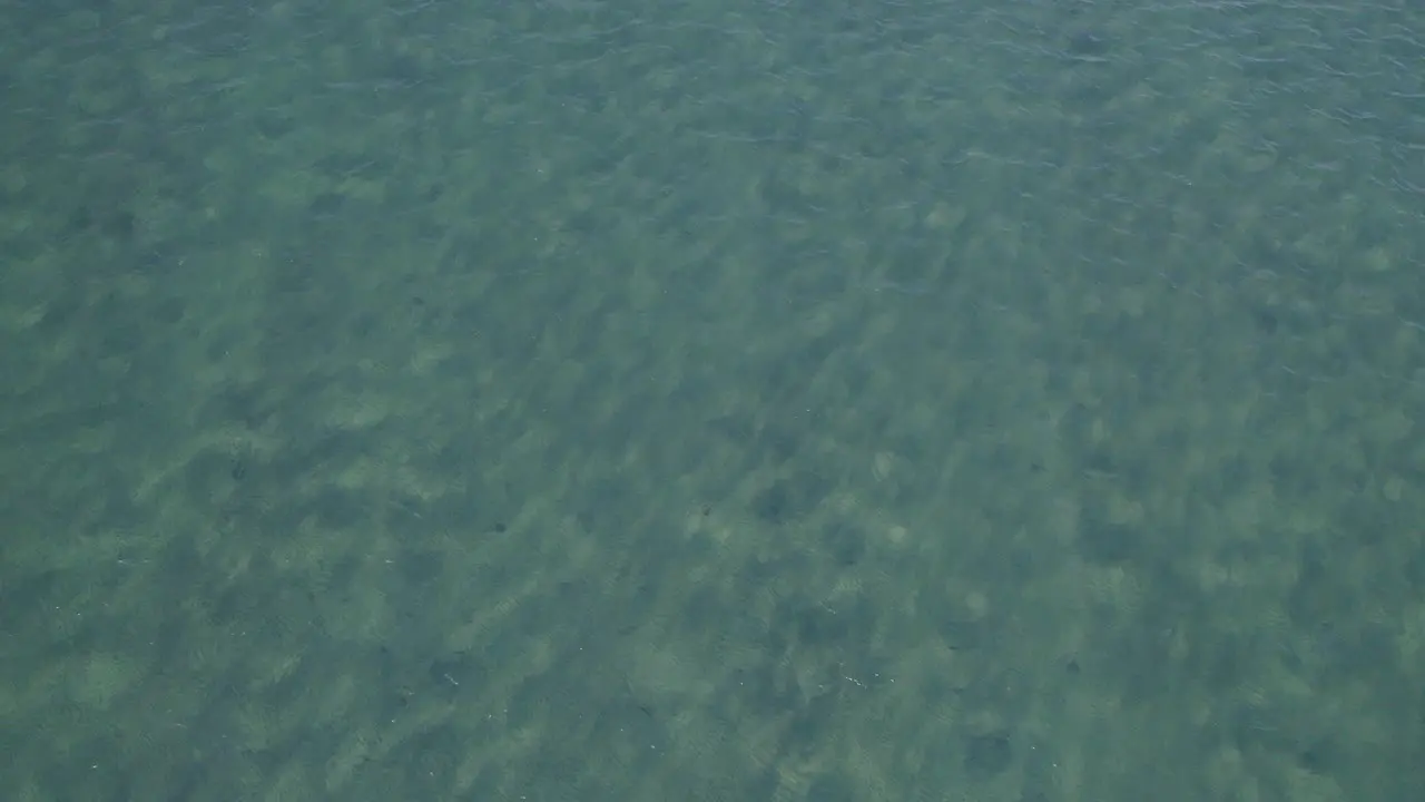 Dugong Swimming Under The Shallow And Clear Of Great Keppel Island White Sand Beach In Australia