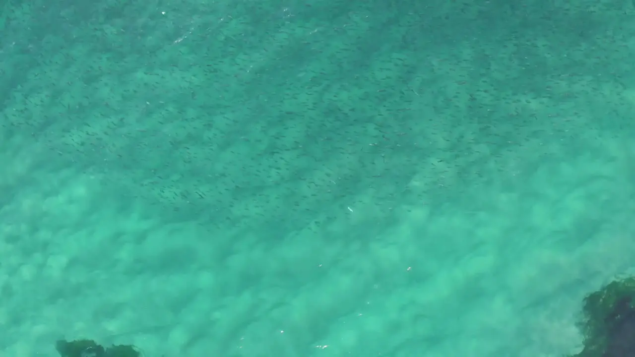 School of large fish off rocks at Sydney beach