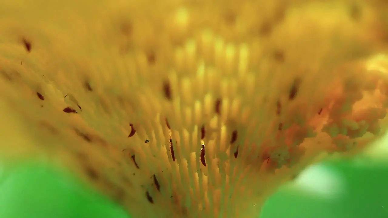 Colony of termites feasting on decaying material of a yellow flower