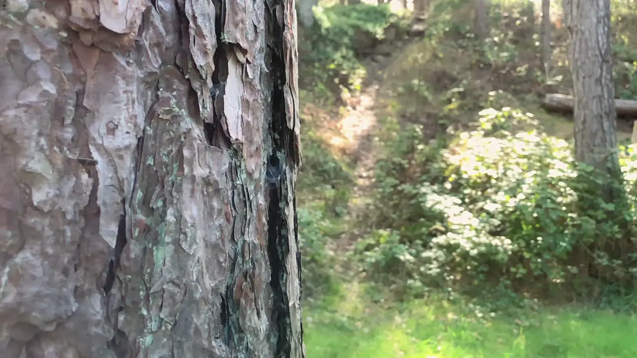 Close up shot on tree bark on a sunny day in the forest