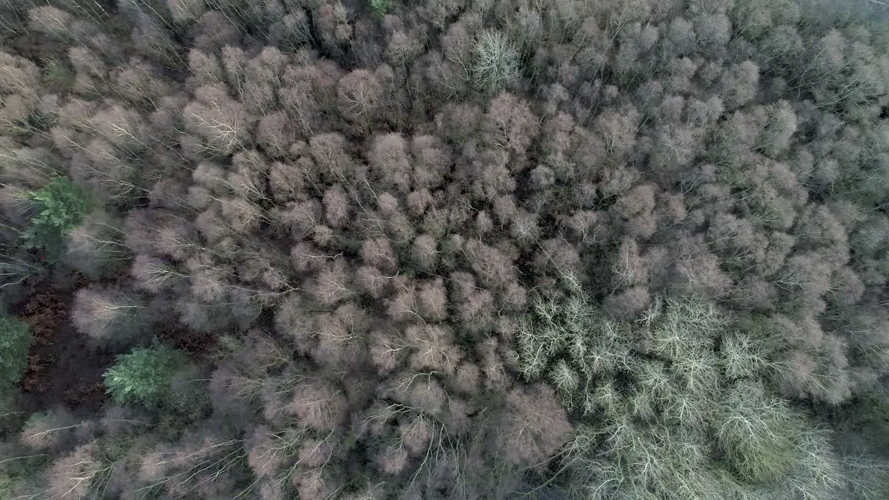 Aerial plan view of a silver birch forest in winter