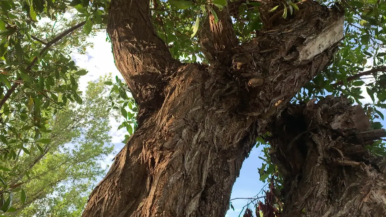 Slow look at the rough bark of a tree in a park