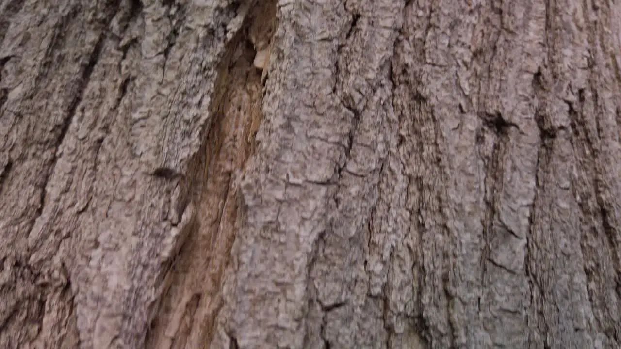 Texture of Bark on Tree Closeup Detail Rising Pedestal Shot