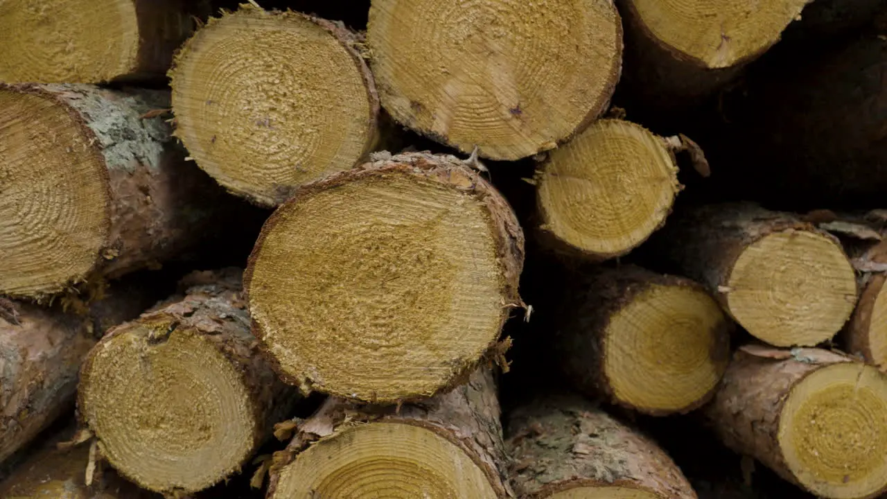 Close up right slider view of log piles with unique textures Poland