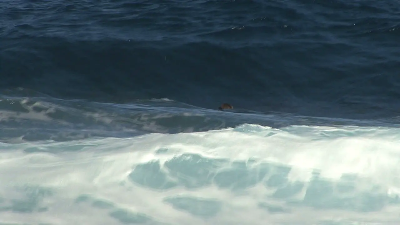 Hawaii A surfer waiting for waves