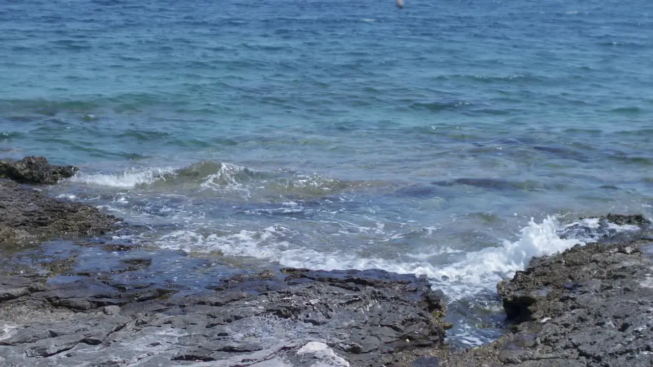 View on the rocky shore with a seagull flying by