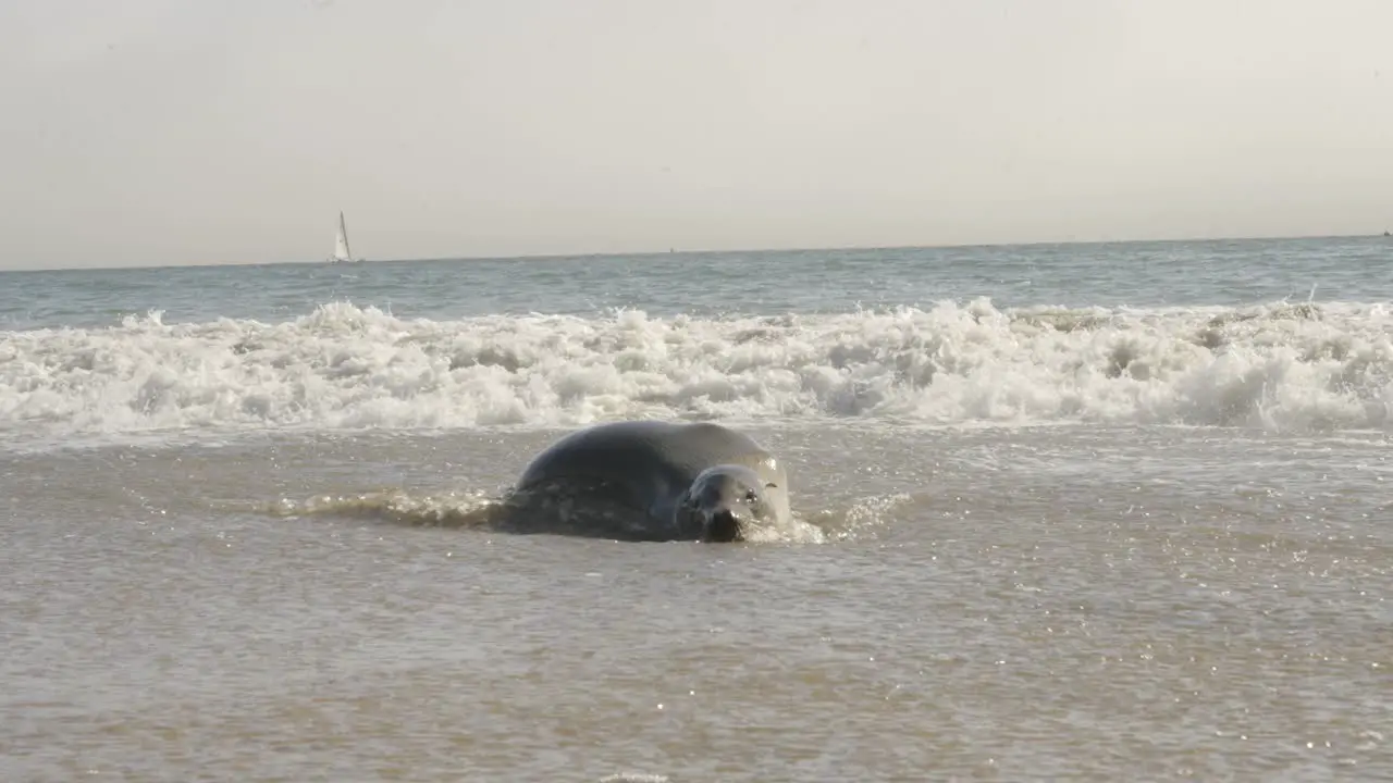 A seal trying to relax as waves crash on him