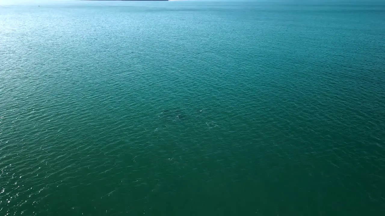 Dolphins jumping through the water in summer