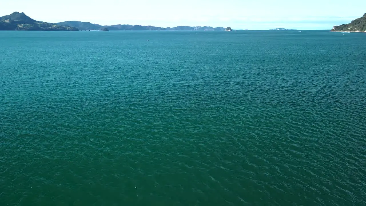 Dolphins jumping from the water