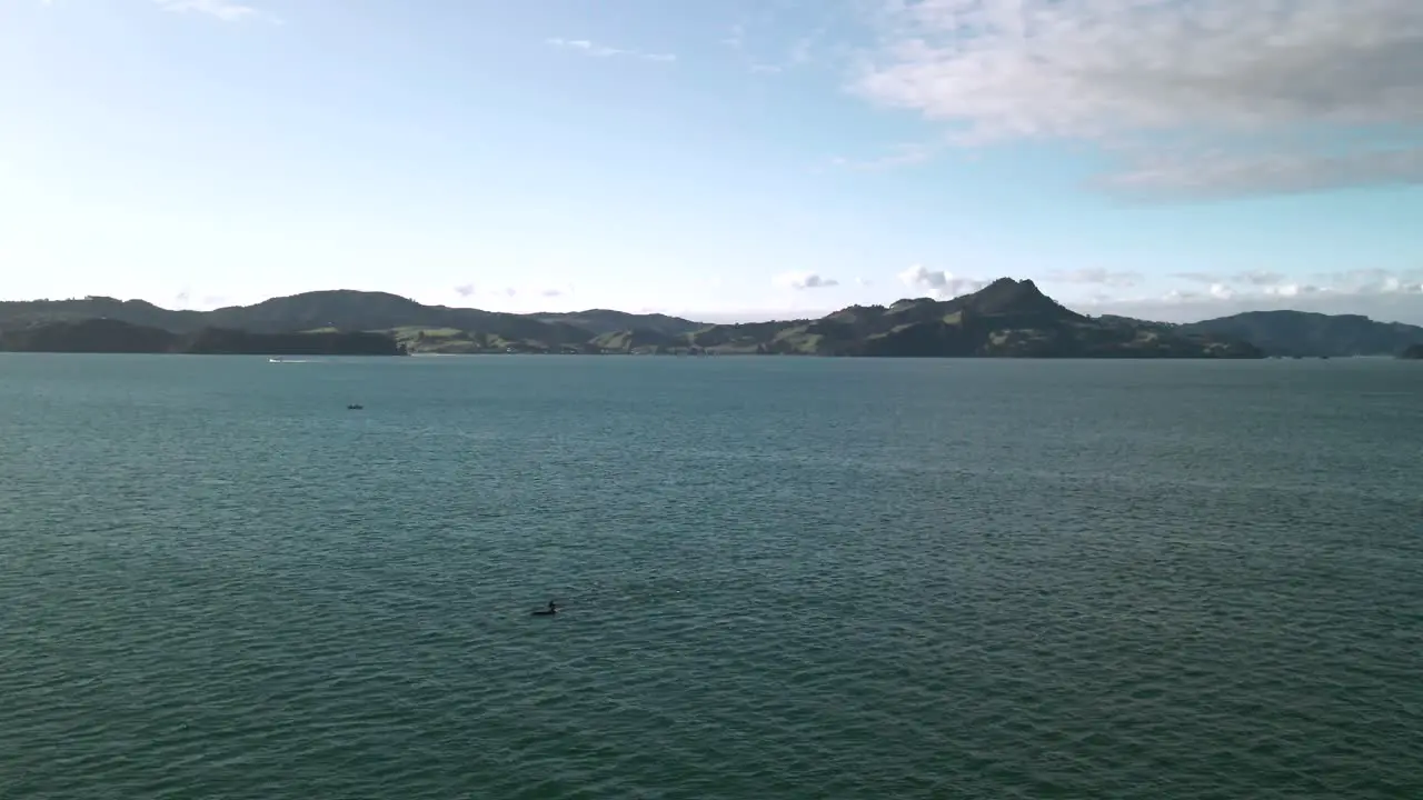 Flying over a pod of dolphins