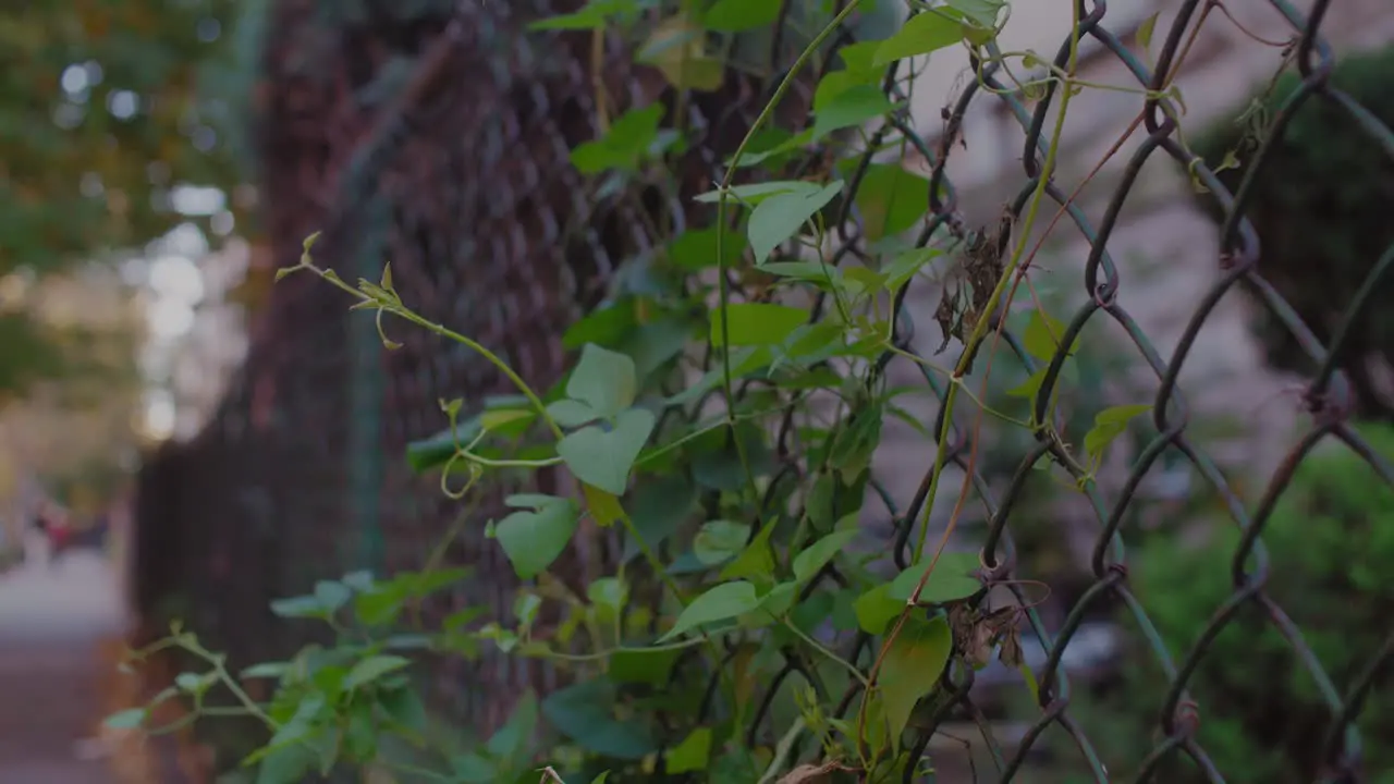 Ivy on a chain link fence