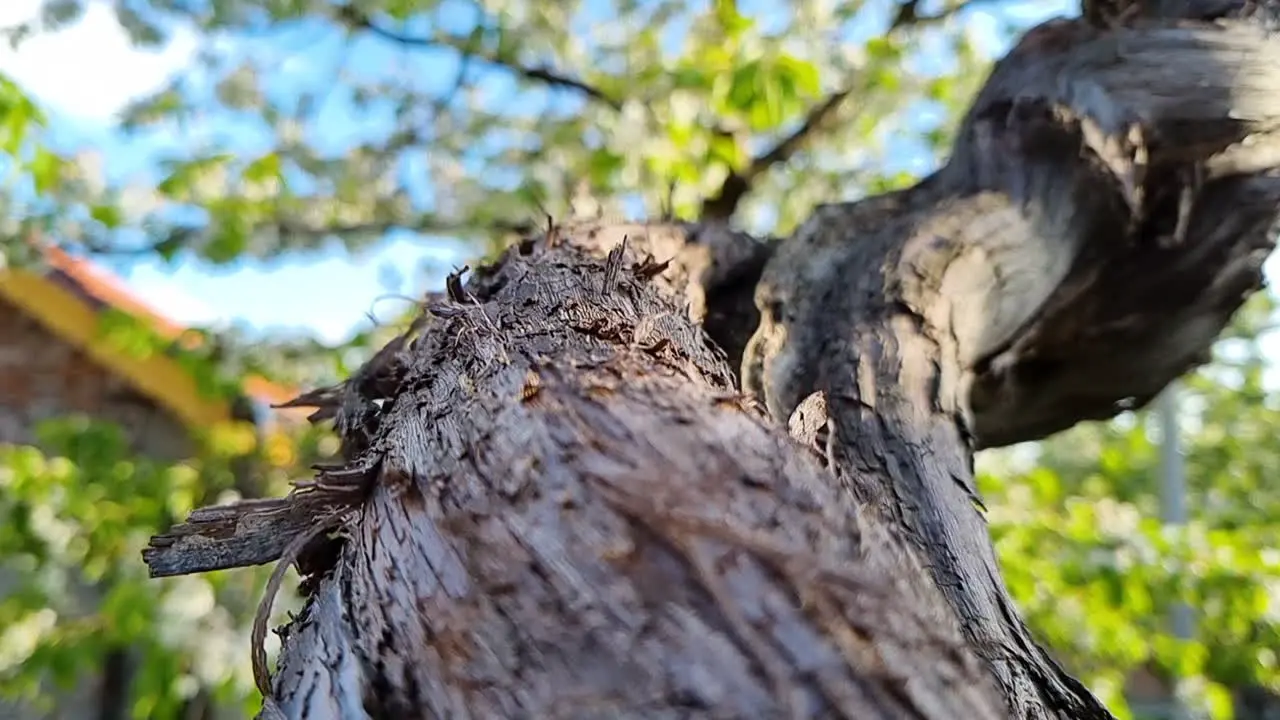 Grape vine tree