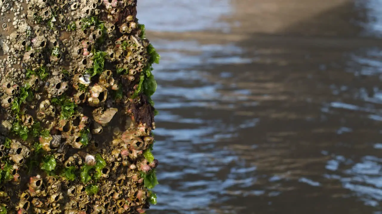 Close up shot of green barnacles on a concrete pillar in the ocean