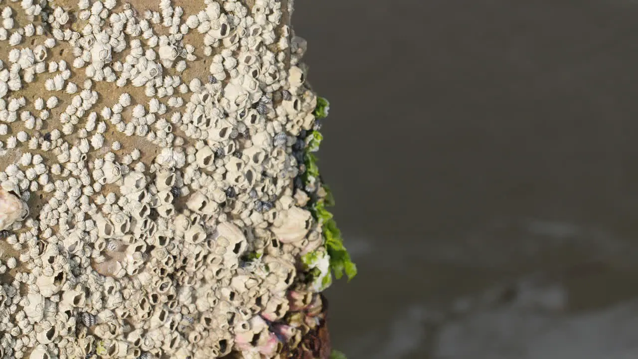 Macro shot of barnacles on a concrete pillar on the beach ocean in the background