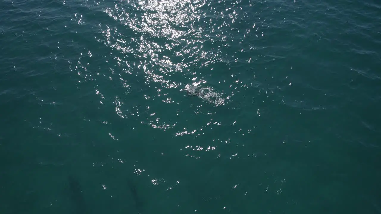 Dolphins Swimming On The Glistening Water Of Blue Sea On A Sunny Summer Day