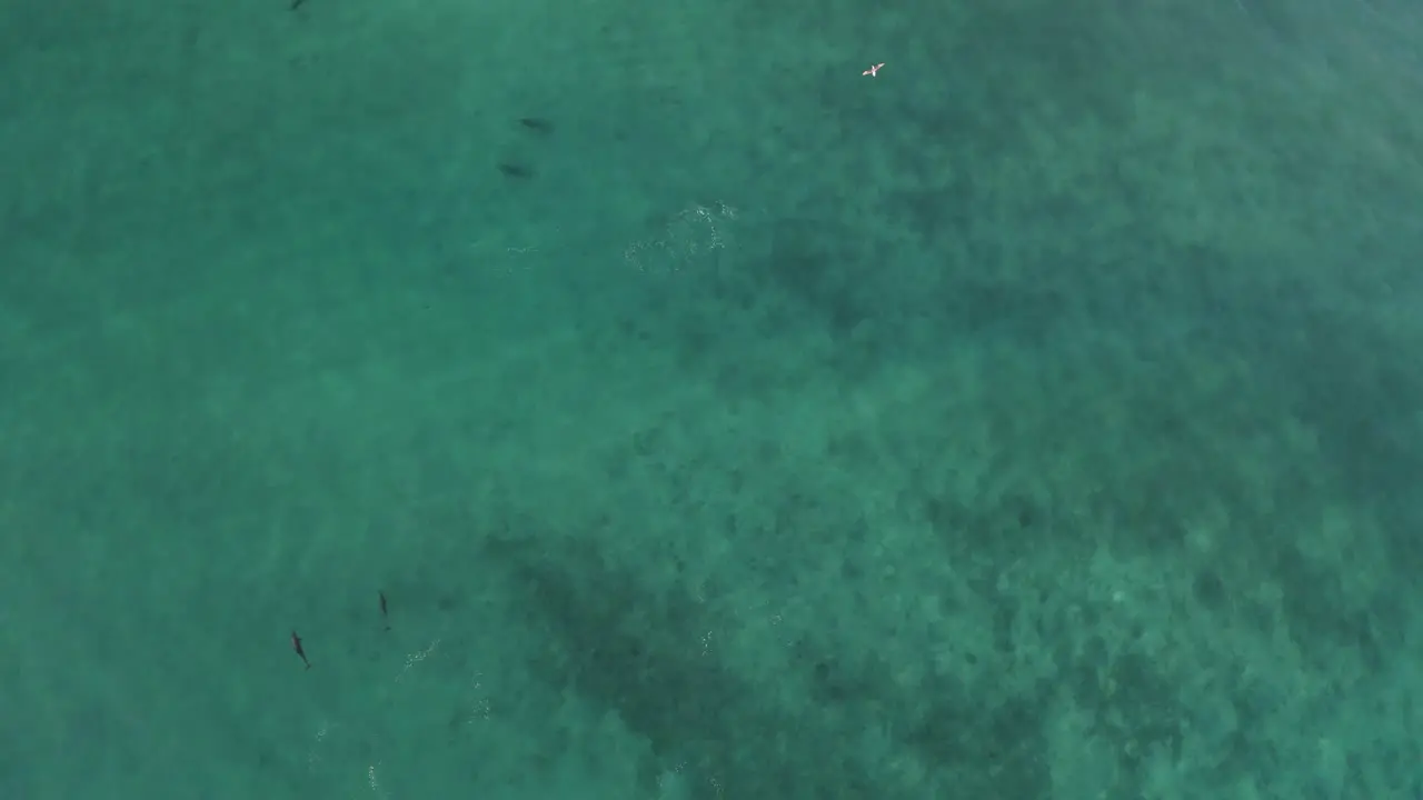 Static Aerial Bird's Eye View Above Bottlenose Dolphins Swimming in Ocean