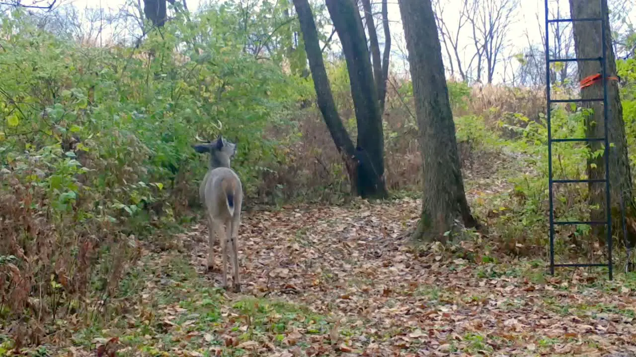 Six point whitetail buck walking along game trail senses a hunter in the tree stand and quickly turns around