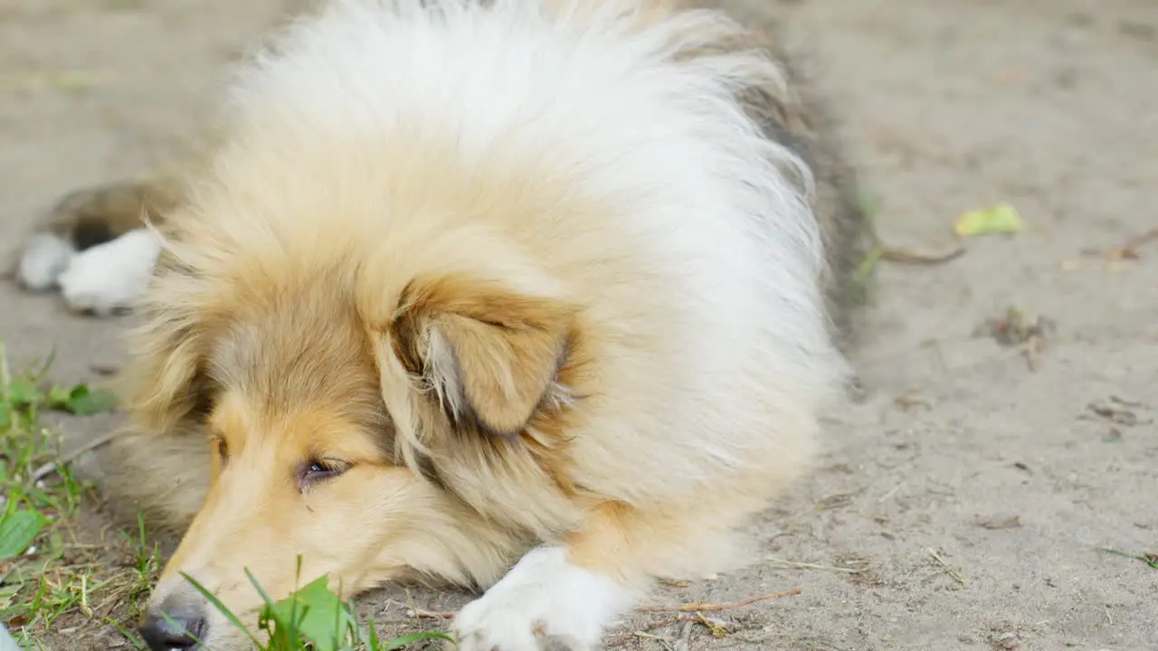 Beautiful rough collie on ground in close up