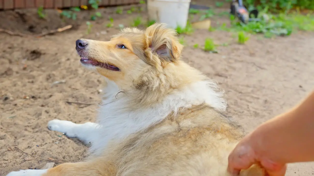 Petting brown Rough Collie Puppy Happy cute dog