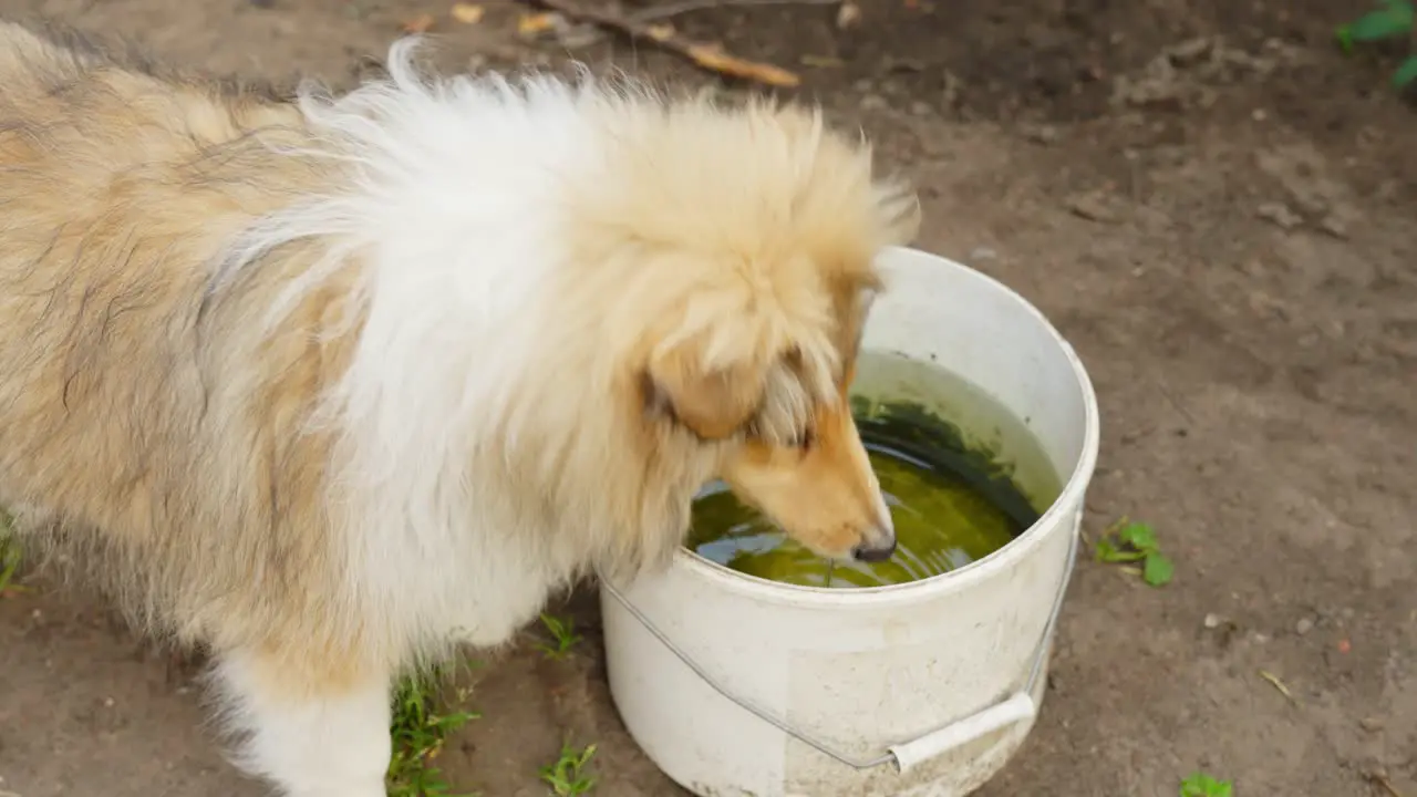 Rough collie drinking water from bucket in countryside home