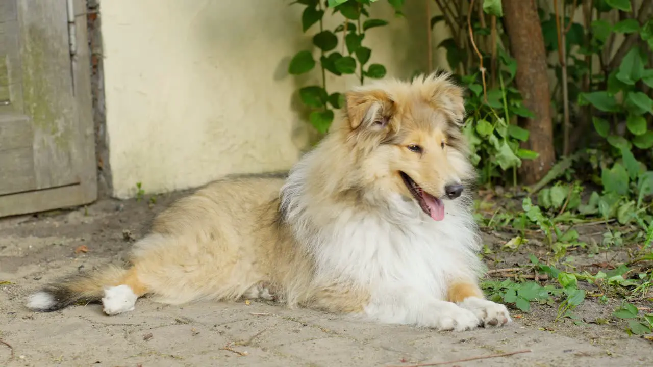 Young rough collie guards home in countryside handheld view