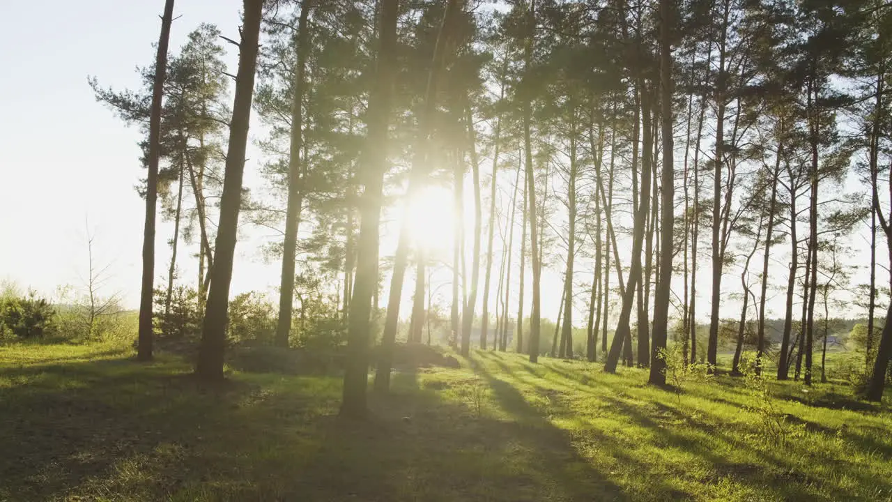 Un Bosque De Pinos Al Atardecer