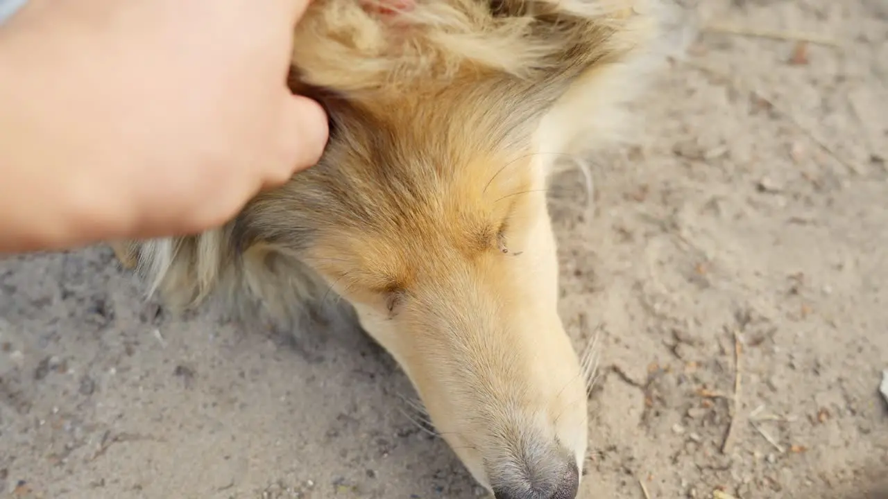 Rough collie dog sleeping on sandy ground and being pet by master