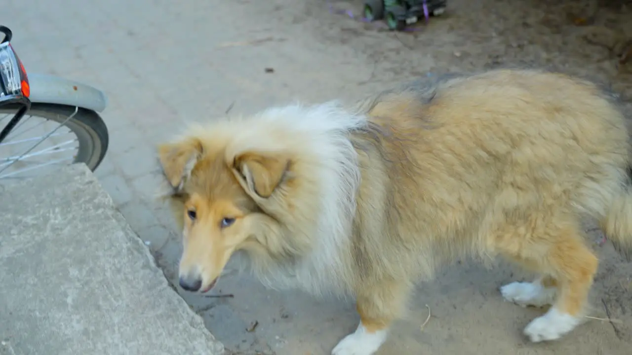 Rough collie dog comes for treat to his owner POV view