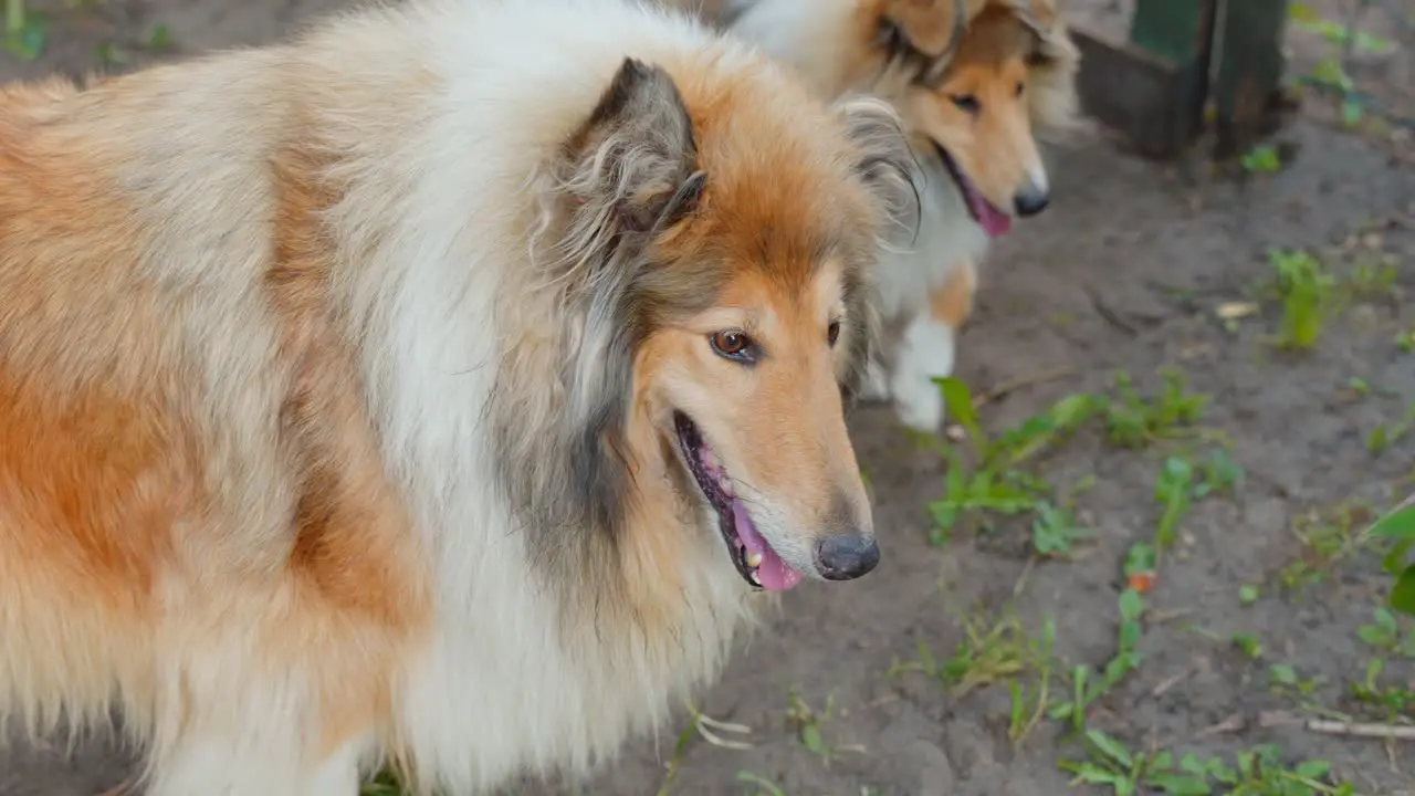 Couple of rough collie dogs outdoors close up view