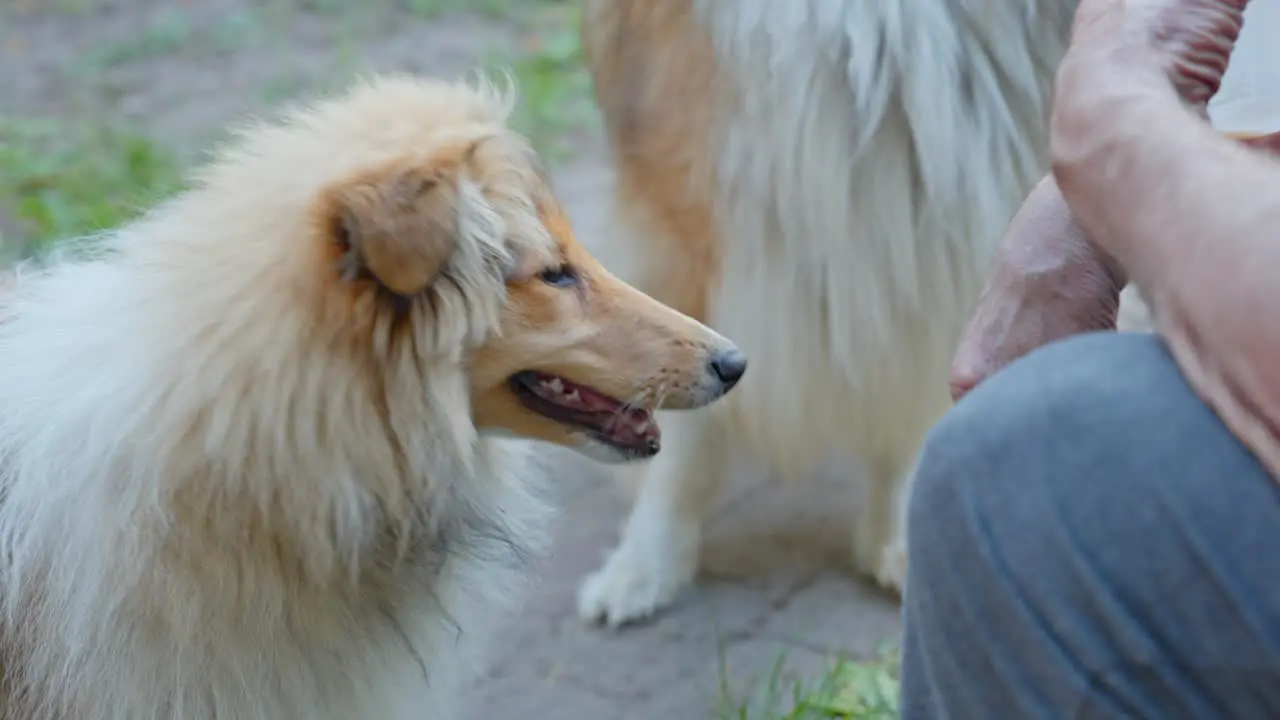 Family of rough collie sitting near master outdoors