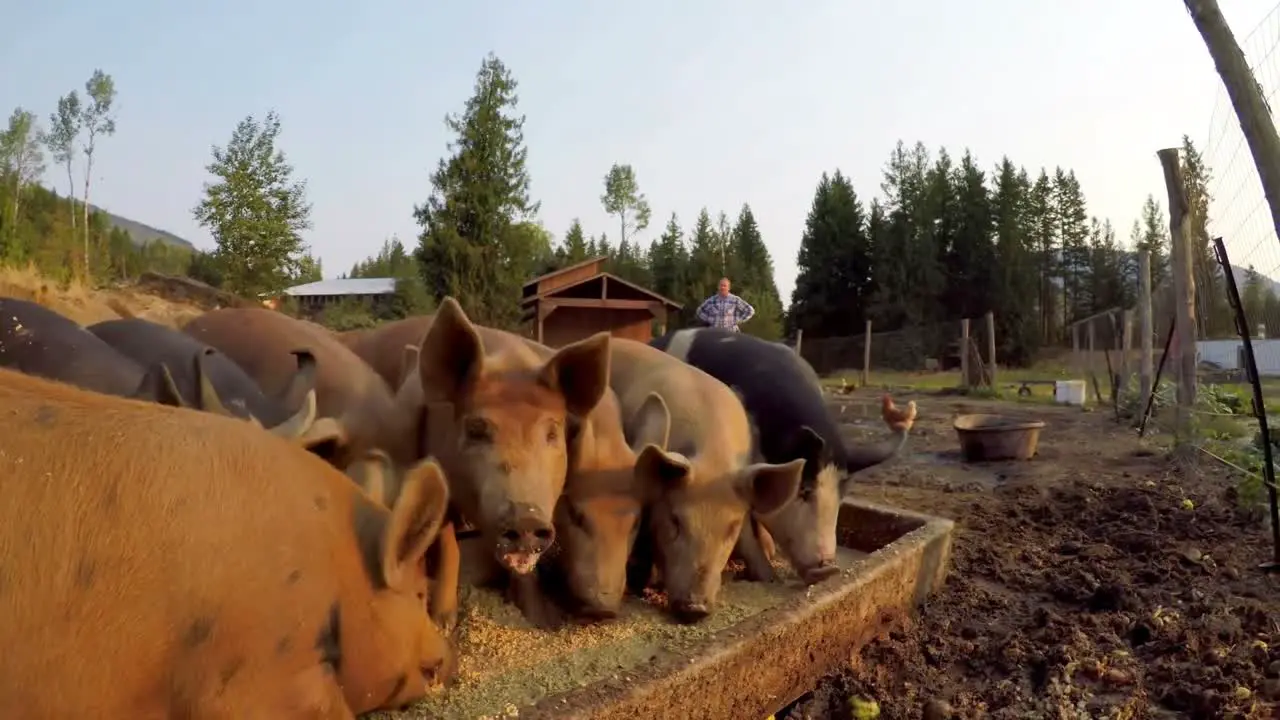 Cerdos Teniendo Comida En La Granja 4k