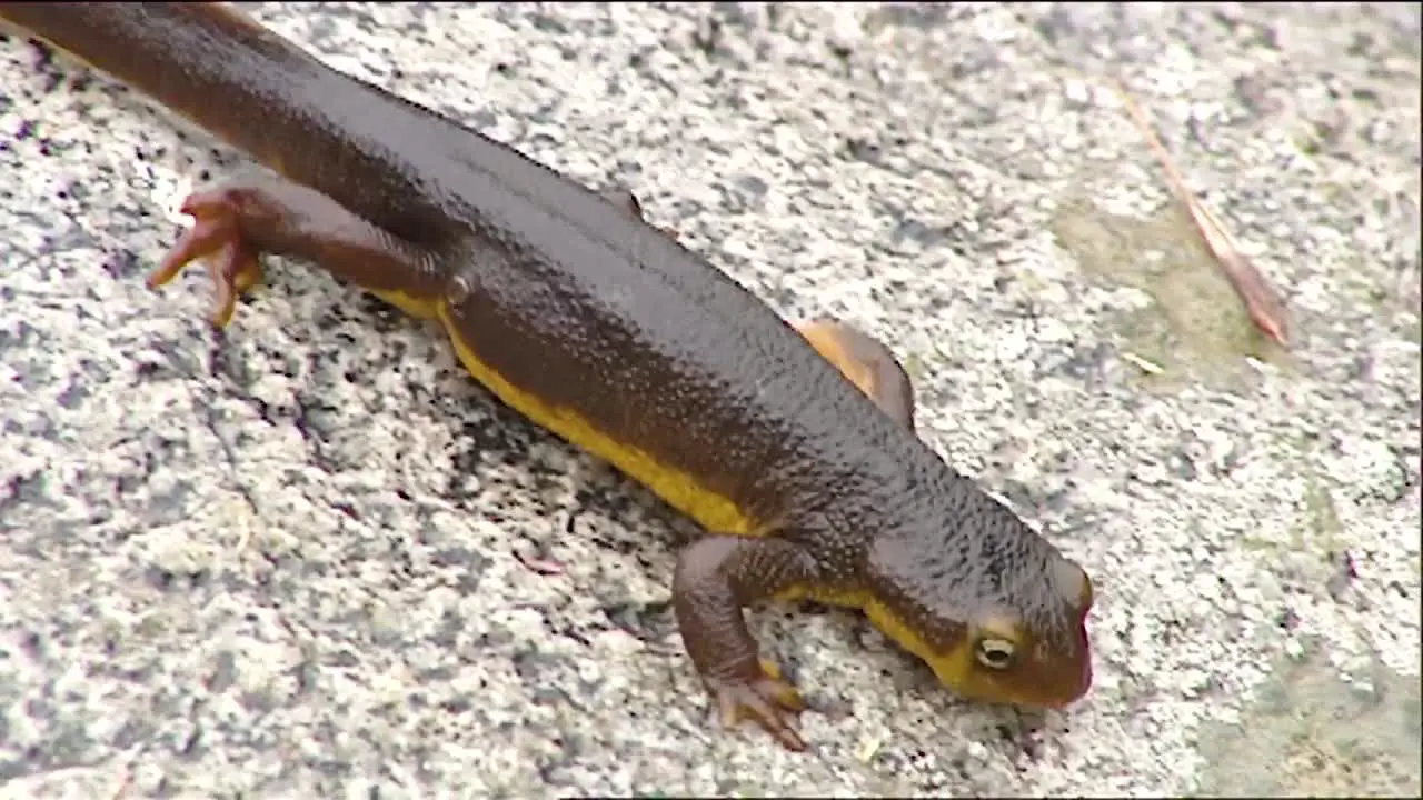 A Rough Skinned Newt Salamander Walking In The Wild