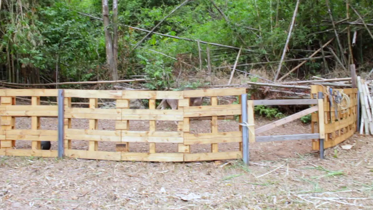 Donkeys rough play at Valley Ranch