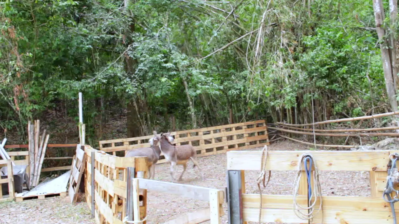 Donkeys rough play at ranch