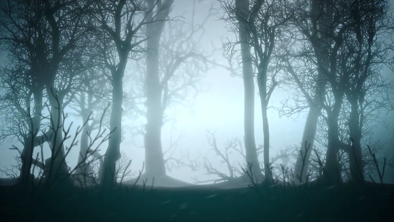 Mystical halloween background with dark forest and fog 7