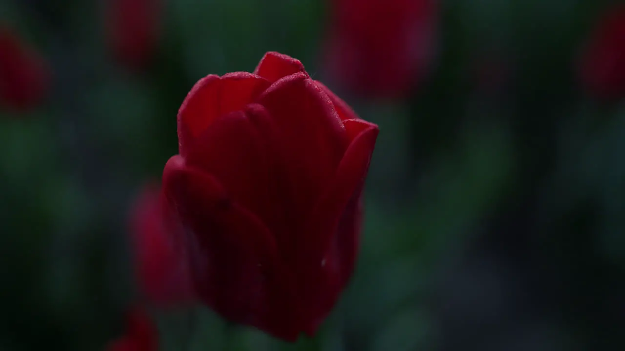 Macro shot of red flower Closeup scarlet flower and green leaves in dark color